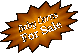 baby corn snakes for sale at cornsnake.co.uk