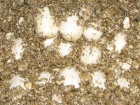 Corn snake eggs laid on 28 Jan 2010