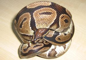 This is one of my female Royal Pythons. My husband....