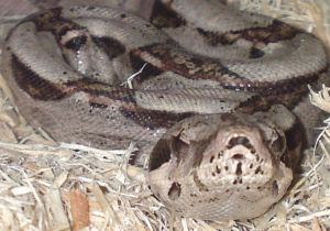 This is Tango, a common boa constrictor owned by T....