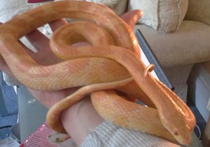 This beautiful adult female corn snake is owned by....