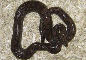 This is a young Rainbow Boa nicknamed 'Snappy' - 
....