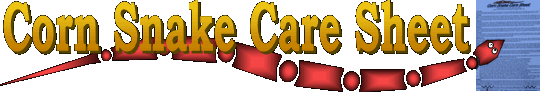 corn snake care sheet
