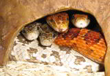 corn snakes in a cave